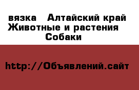 вязка - Алтайский край Животные и растения » Собаки   